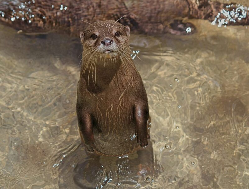 Cute, fluffy, and smart - and good swimmers - otters are beloved animals that live in almost all parts of the world. They usually mate for life. But they face challenges. Read about otters, the lifeform of the week: earthsky.org/earth/otters-a…