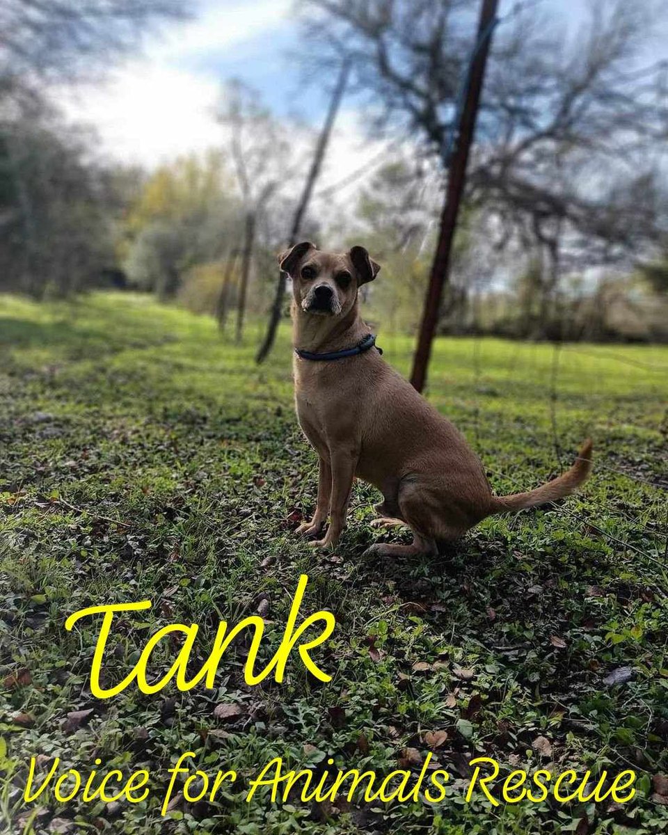 Meet Tank, the charming Chihuahua mix who's ready to steal your heart! At 3 years old, Tank is the perfect blend of playful and affectionate. Neutered and up-to-date on vaccines, he's also heartworm negative, ensuring he's healthy and happy. Tank's friendly disposition makes him…