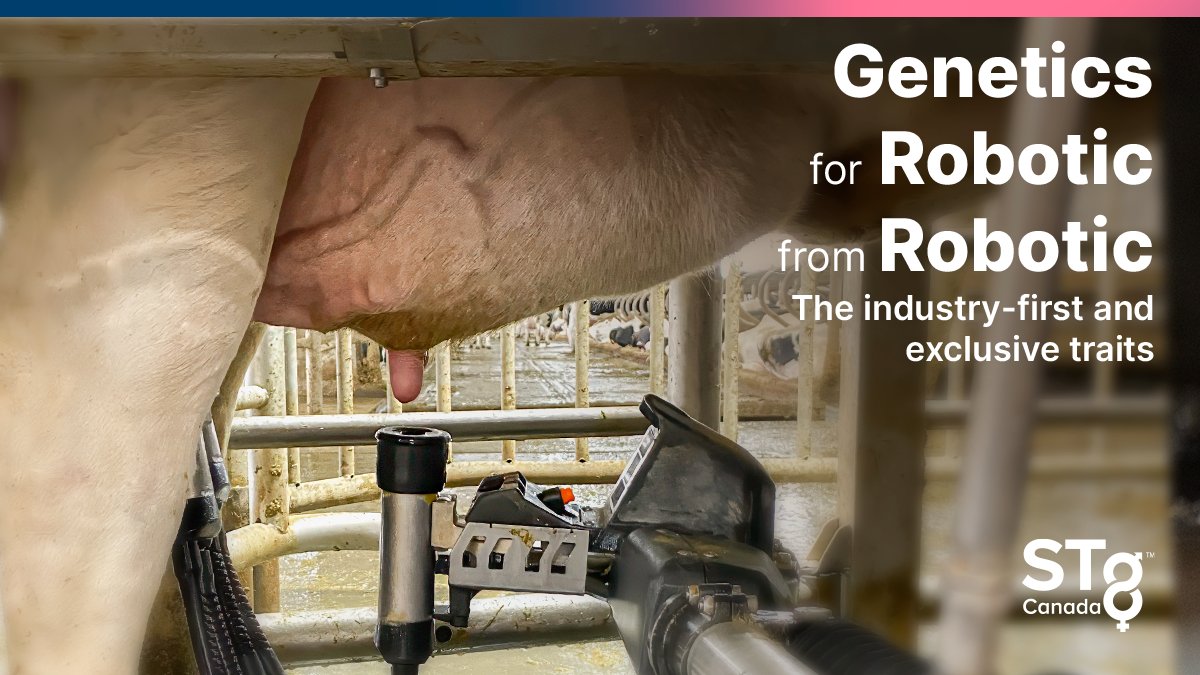 Built from robotic milking performance! #STgeneticsCanada has established the industry’s newest index, the Robotic Cow Index (#RCI), bringing an economically efficient index to the breeding table for Robotic Milking Herds. To learn more: stgen.ca/article/articl…