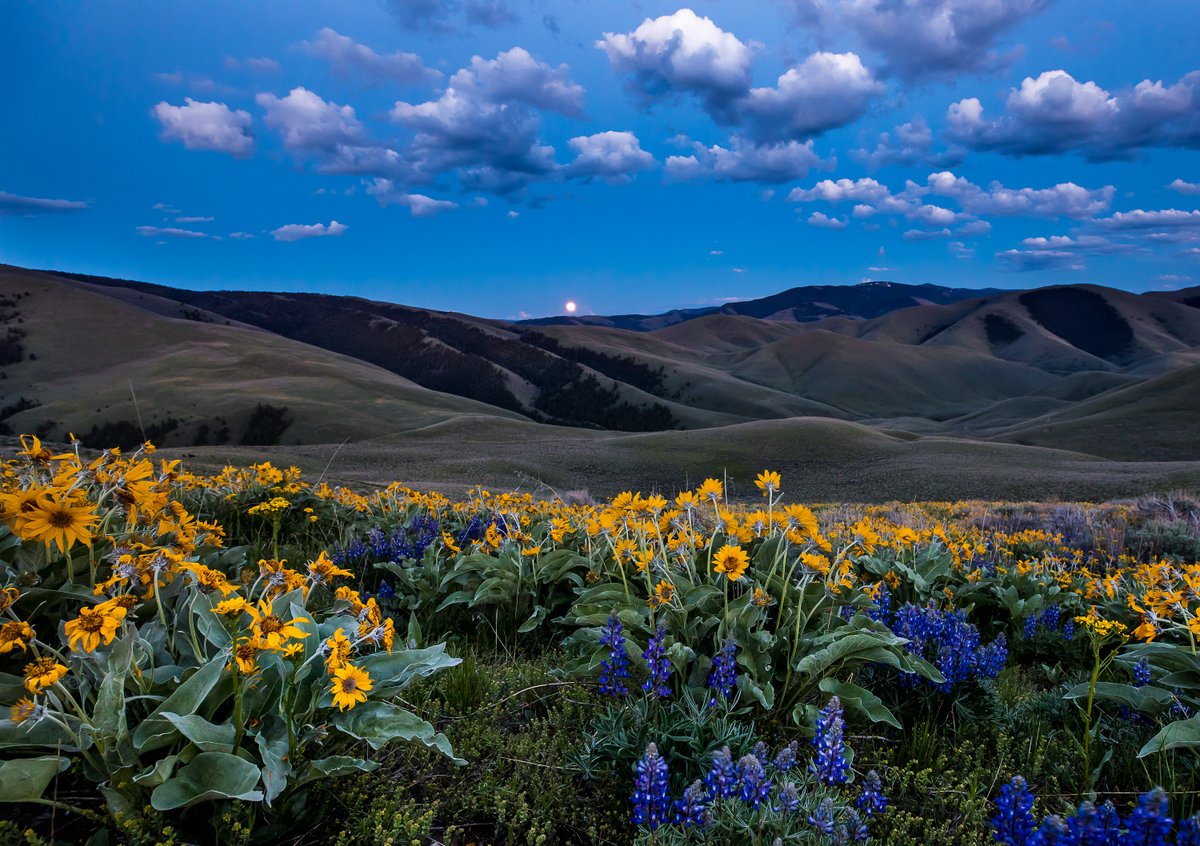 May your National Wildflower Week be as beautiful as this scene from Lemhi Pass in Idaho! Although some of the most splendid displays only flower for a fleeting moment, nature’s wild gardens take many shapes all year long. Photo by Bob Wick / @blmnational