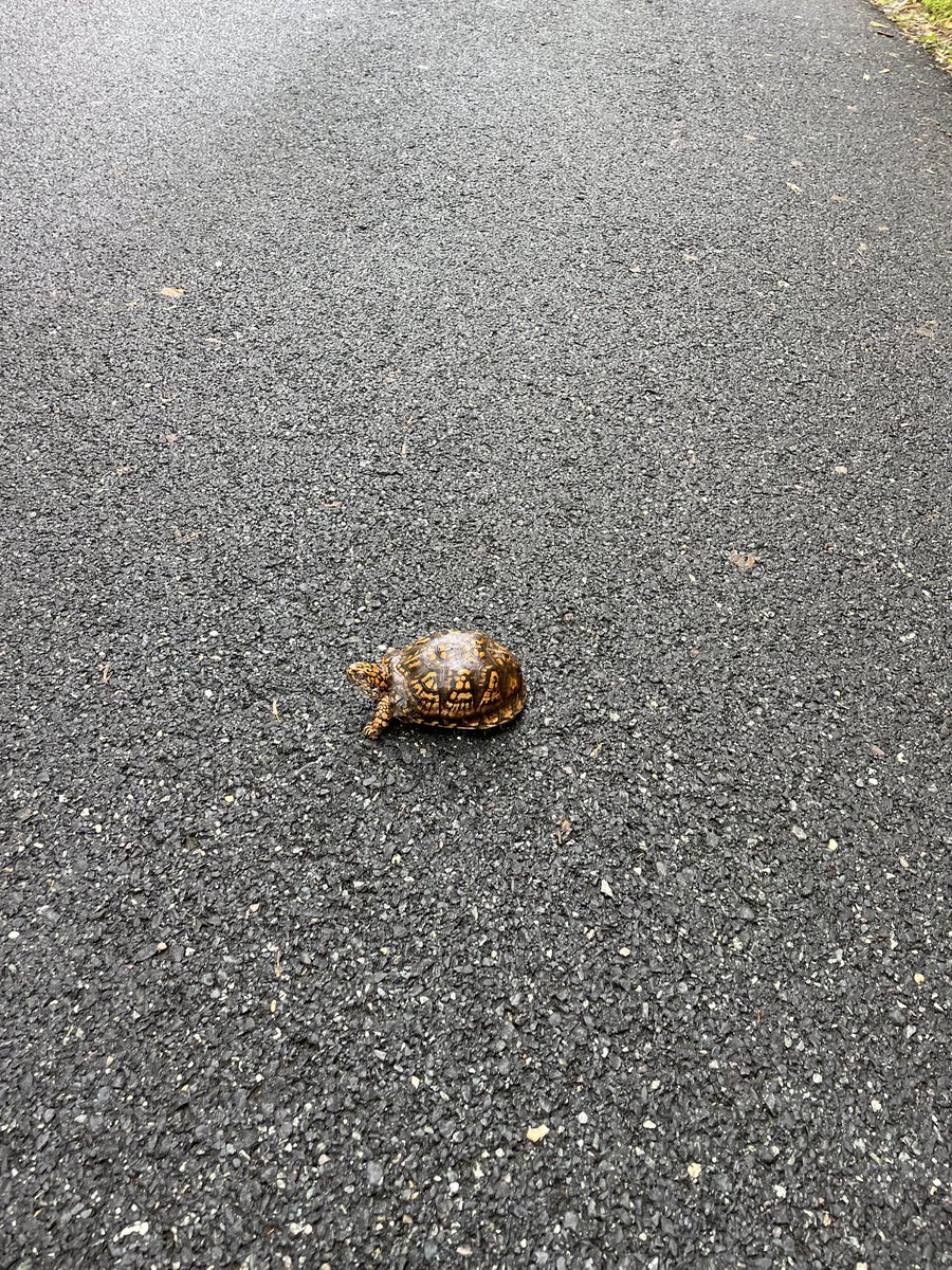 Saw this guy on my run today. I carefully put him in the wooded area away from the road.
