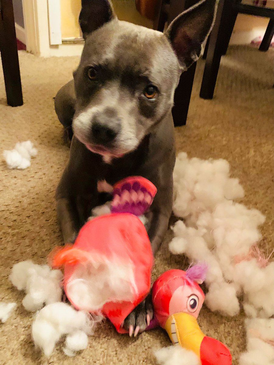 What?? 🦤💗💗💗
 #IsaMary #cute #Dogs #IsItSnowing? #MrDodoDied #proud #MondayMurders #explosion #Kong