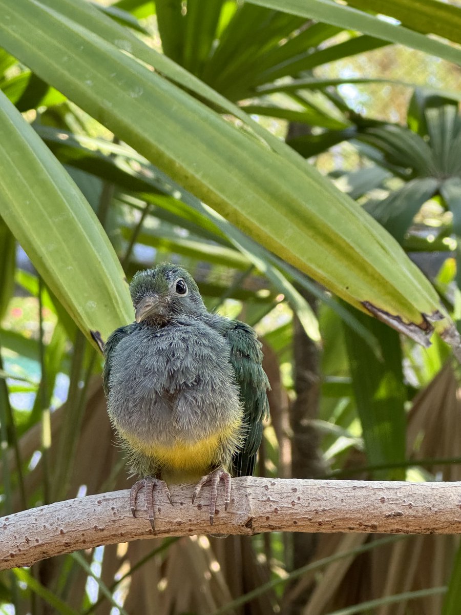 This adorable male fruit dove chick hatched on April 8 to dad, Mango, and mom, Kiwi.  His dad, Mango, hatched at the Phoenix Zoo in 2019, and was the most recent fruit dove chick hatched here before this chick.

📸: Ryan, Keeper I - Birds