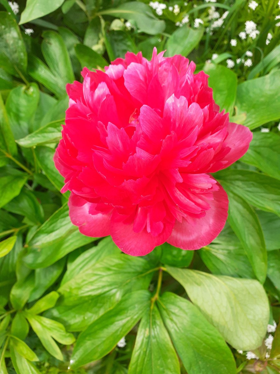 This peony is stunning. Such a shame I can't seem to get a decent photo of red flowers.