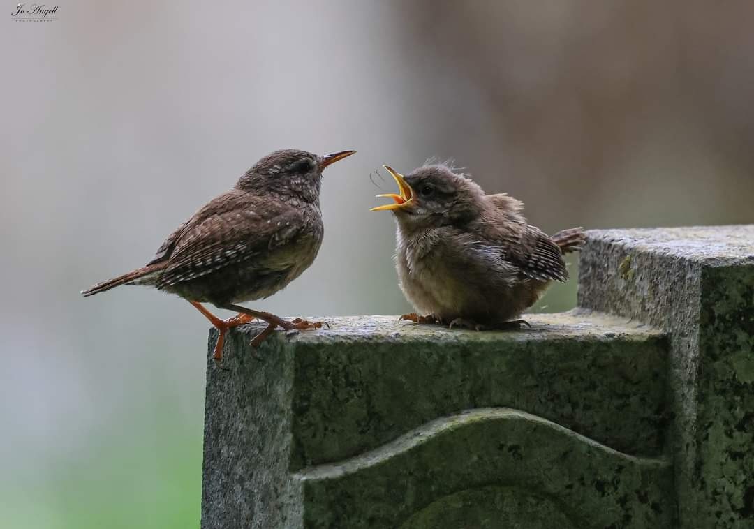 I stumbled across a little wren family... just the sweetest little moment captured.

@CanonUKandIE @BBCSpringwatch @BBCEarth @bbcsoutheast @rspb_love_nature @natgeowild @theparkstrust #theparkstrust @rspb_love_nature @scenesfromMK #scenesfrommk