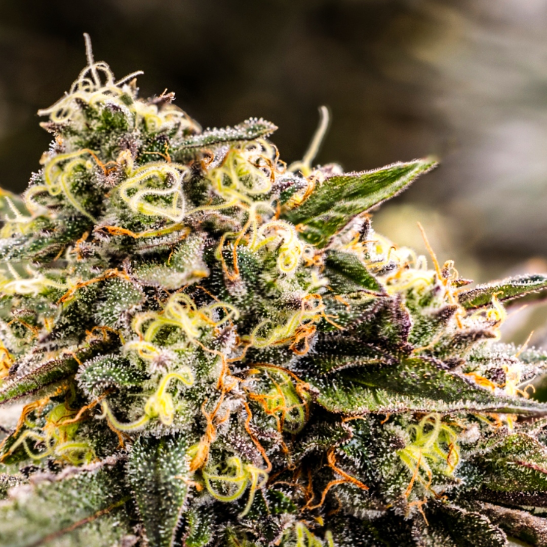 Elevate your mood with Stardawg. Born from the union of Chemdog 4 and Tres Dawg, this strain is renowned for its mood-boosting effects and a captivating flavor blend of earthy pine and sour undertones.

This one is perfect for you if you need a little lift with a lot of flavor!