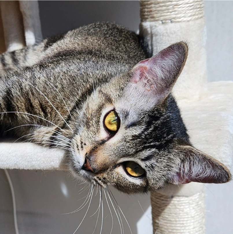 Whisker Wednesday vibes: Majestic whiskers and a whole lot of purr-sonality! ✨

Here's to a fabulous midweek and plenty of kitty cuddles ahead! 🐾💕
😺Truffle

#WhiskerWednesday #CatLover #AtlantaPets #MidweekMagic #CuddleTime #FelineFriends