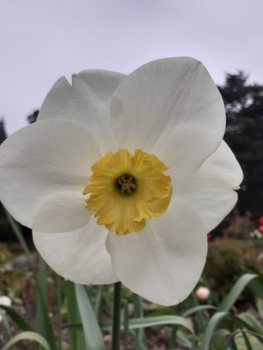 Bishton in Bloom 🌸🌺 Did you know our gardens are free of charge to walk around? #bishtonhallandgardens #bishtoninbloom #hansonsbishton