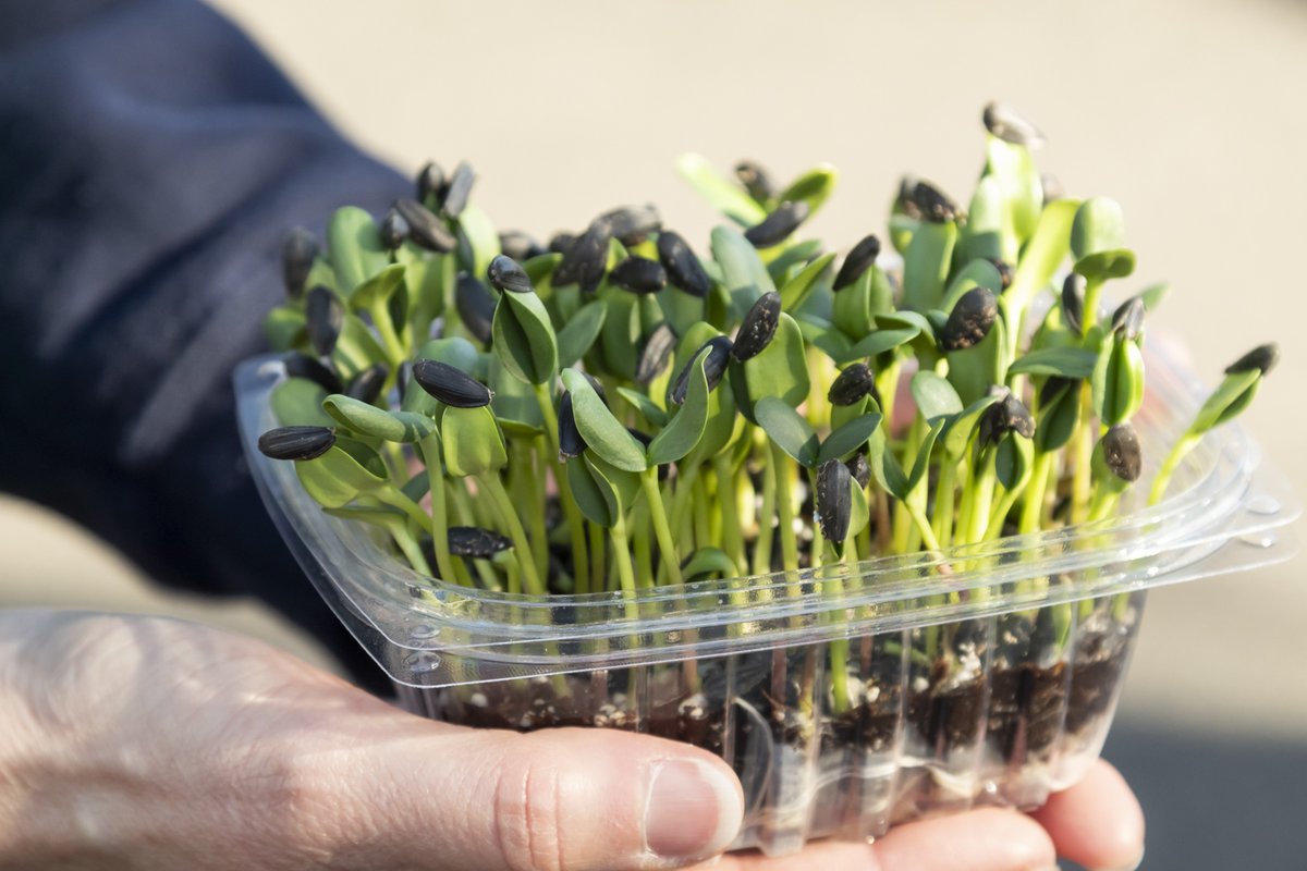 How cute are these sunflower microgreens?! Le Petit Jardin @le_petit_jardin_oregon told us the seed shells will pop off as the seedlings grow a bit bigger. Perfect as a topping for your food adventures. 

#beavertonfarmersmarket