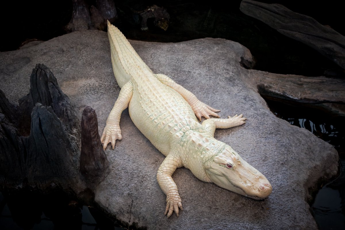 · Meet Claude🐊, @calacademy's famous albino alligator residing in the museum’s Swamp exhibit. Visitors can go below for underwater, eye-to-eye views of Claude and the Swamp's other creatures, including snapping turtles & colorful fish. #IMLSmedals 📸: Gayle Laird
