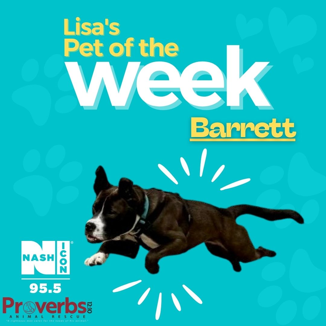 Lisa's Pet of the Week is Barrett! He is ready for his forever home! Visit @proverbs1210animalrescue to adopt Barrett! 🐾⁣⁣⁣⁣
⁣⁣⁣⁣
#PetOfTheWeek @lisamanningvo