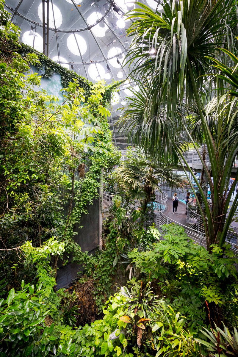 Visitors can step inside @calacademy’s lush, four-story Osher Rainforest that's teeming with life—🦜from free-flying birds to exotic reptiles, amphibians, golden silk orb-weaver spiders & enormous Amazonian fish that glide overhead. 📸: Kathryn Whitney #IMLSmedals