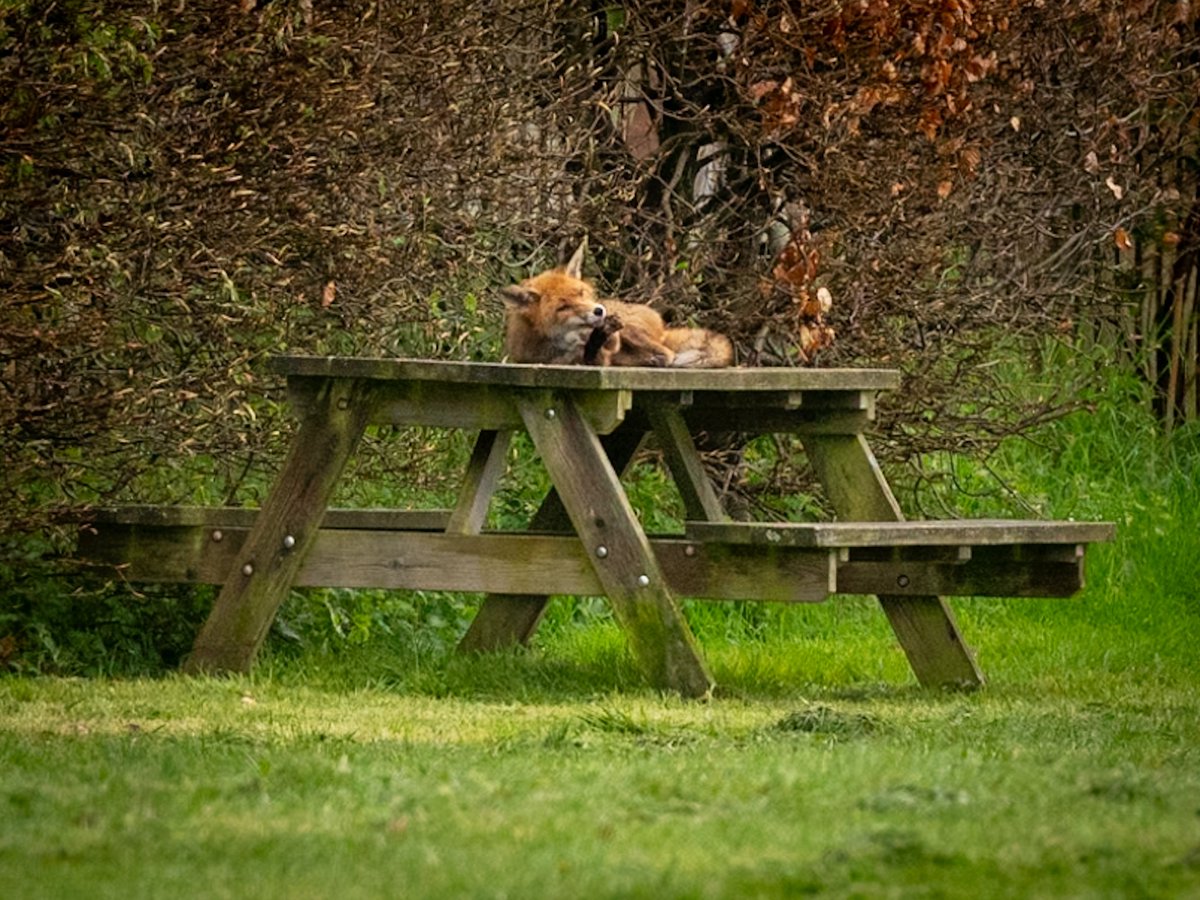 Snoozy fox 🥰
#Edinburgh #FoxOfTheDay