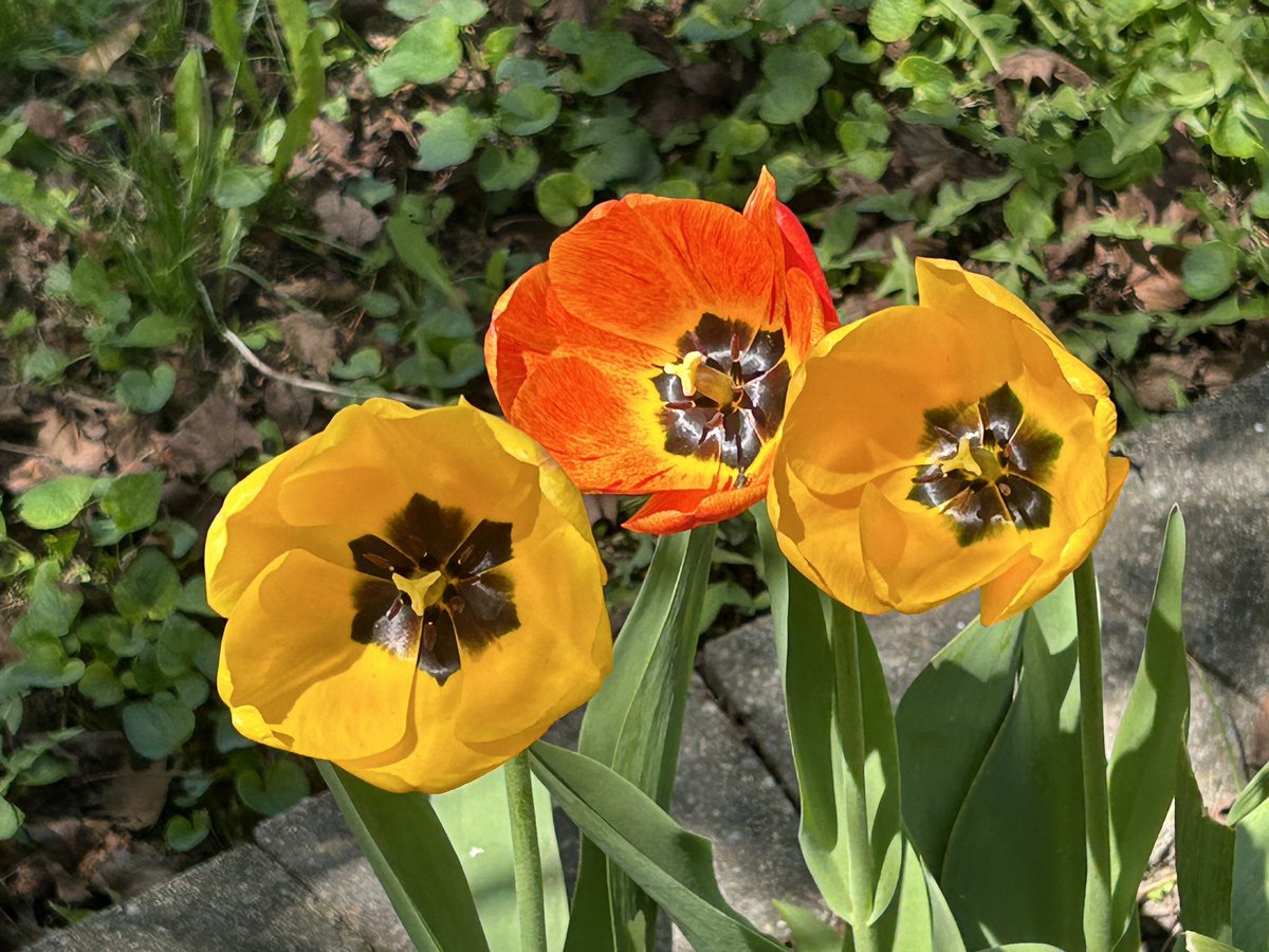 Ran on road today. Last time was in March! 5k in 30:10- dang! 10 seconds too much😂 my tulips before the squirrels 🐿️ behead them. #DoTheWork