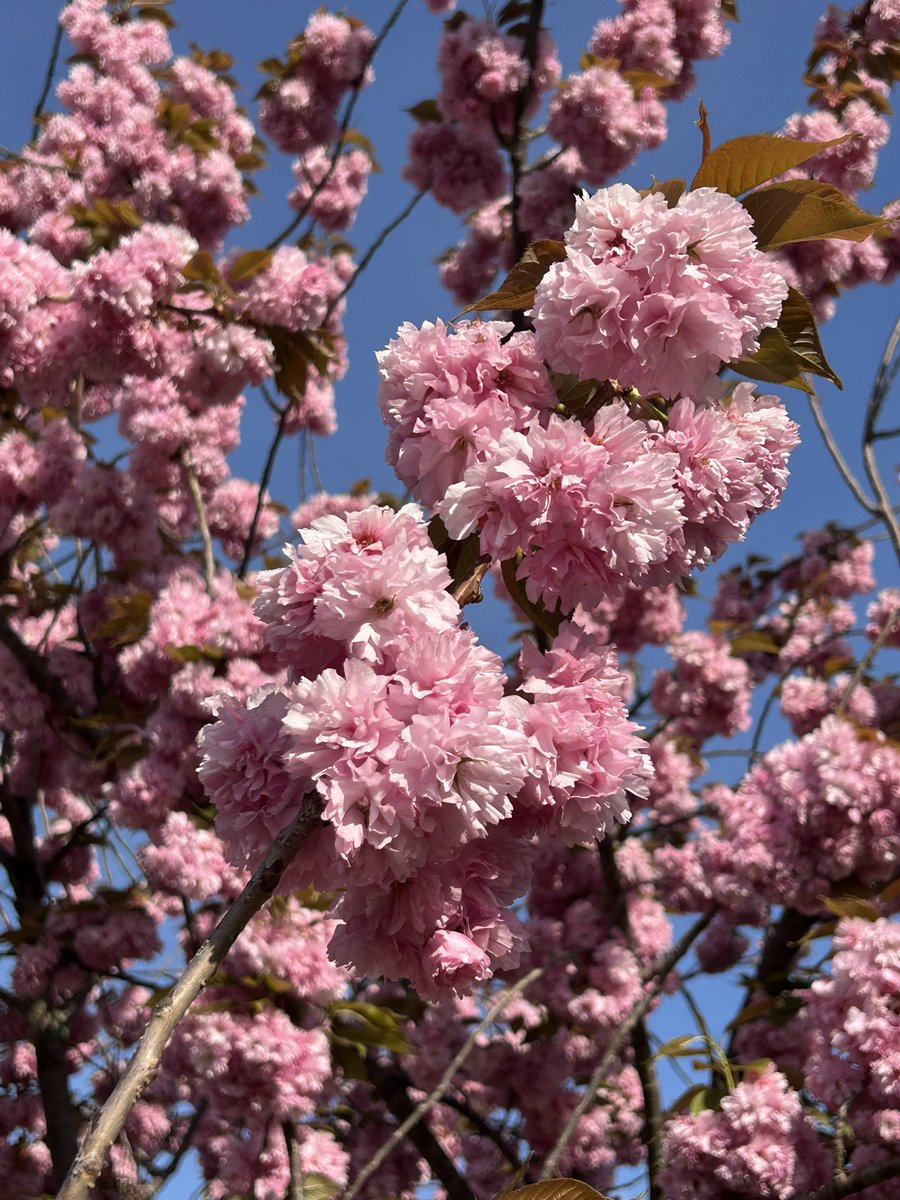 Appreciation shout outs (plus our beautiful cherry tree) at Colebrook today!
#TeacherAppreciateWeek