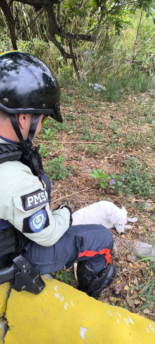 #06Mayo | Funcionarios adscritos al Cuadrante 01 Santa Eduvigis Dos Caminos fueron alertados por un transeúnte quien denunció a una persona botando escombros en vía pública. Al llegar al lugar notaron la presencia de un can metido en una bolsa de escombros.