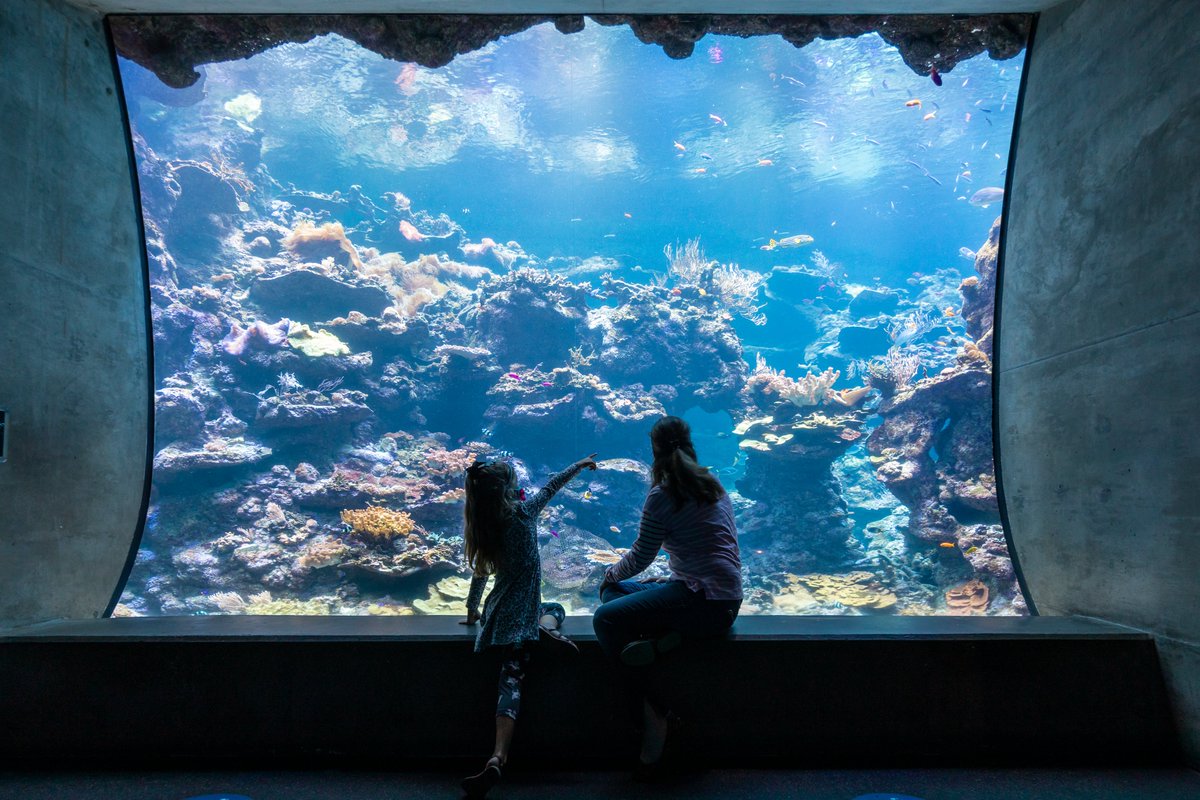 .@calacademy's Steinhart Aquarium is one of the most biologically diverse & interactive aquariums on Earth. 🪼Home to nearly 60,000 live animals, it offers guests an unprecedented view of underwater & terrestrial habitats. #IMLSmedals📸: Gayle Laird