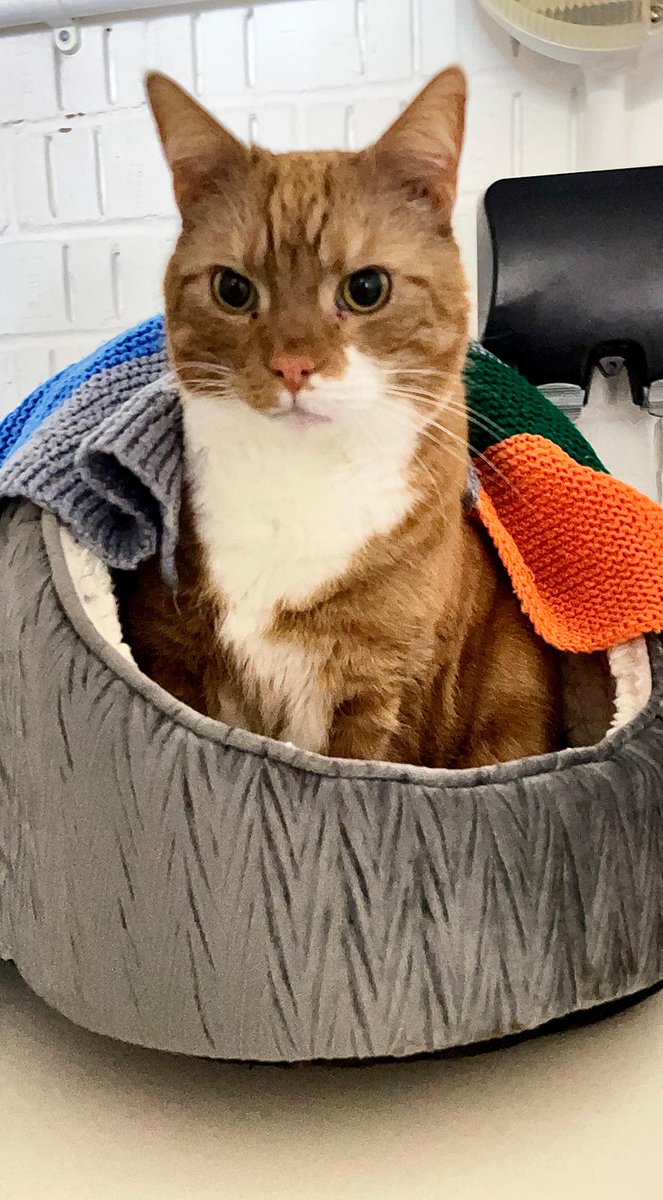 Pawsome news 🐾🎉

We're delighted 🤩 to announce that adorable Ian 🐈🩵 has left redgate farm and went to his loving forever home 🏡 we hope they have a fantastic time together and make lots of special memories.

Hope we will hear some updates soon 🖌️