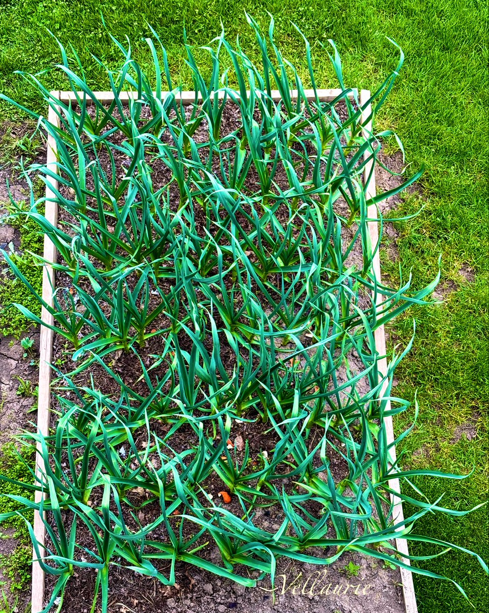 VijayEllaurie's tweet photo. You read my mind😄.  Here’s some thriving, planted last October, one of many boxes!  #zone6b #gardening #garlic #GardeningX https://t.co/q89PLGKWv7