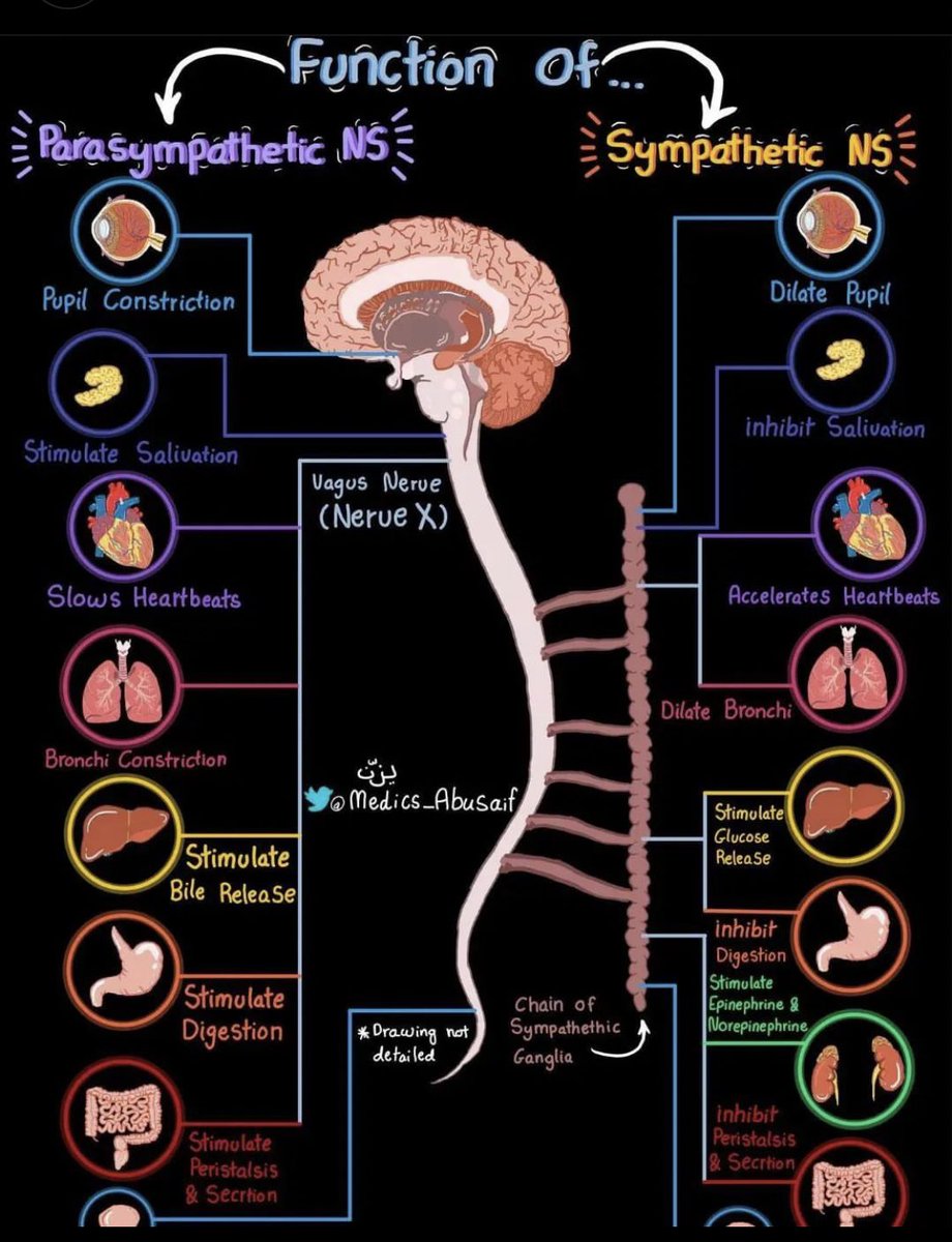 Function of a Parasympathetic and Sympathetic Nervous System 🧠