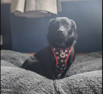 🆘5 MAY 2024 #Lost TIA #ScanMe DO NOT APPROACH NERVOUS ROMANIAN RESCUE YOUNG Black Cross Breed Female St. Chads Road #Blacon #Chester #Cheshire #CH1 nr: Saughall Road /Sealand Road/Chester Racecourse doglost.co.uk/dog-blog.php?d…