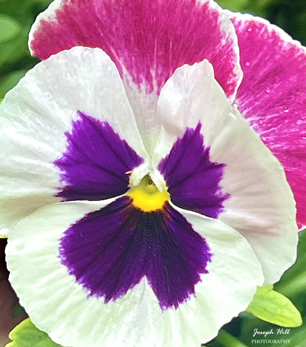 Pansy🌸
Photo By: Joseph Hill🙂📸🌸

#Pansy🌸 #flower #nature #spring #beautiful #colorful #Peaceful #NaturePhotography #flowerphotography #SouthernPinesNC #May