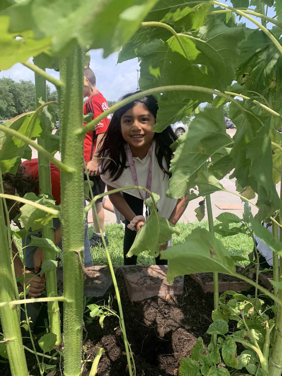 This young lady is digging for red potatoes amongst the sunflower stems. @readygrowgarden @CFISDWalker @k_rdameron @ZlatichJessica @PowerUpEmmy