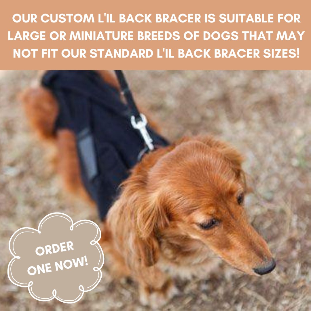 Our customized L'il Back Bracer keeps your dog's posture in paw-fect shape! Get your dog's spine healing with our back brace! 🐾🐶🦴🐕️❤️

#lilbackbracer #lbb #custom #dogbrace #dogbackbrace #spinalinjury #ivdd #doghealth #healing #recovery