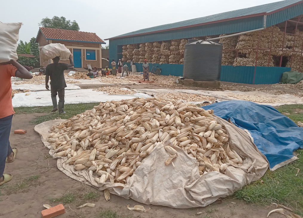 🌽60 tons of maize for home consumption 💰30 tons of maize sold Last season, 450+ refugee and Rwandan farmers in Nyabicwamba marshland near Nyabiheke refugee camp experienced a bumper harvest Danish support continues to enhance refugee self-reliance 🇩🇰