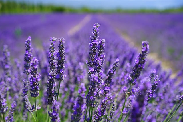 Eateries Capitalize on #Lavender brnw.ch/21wJw4W #FoodTrend