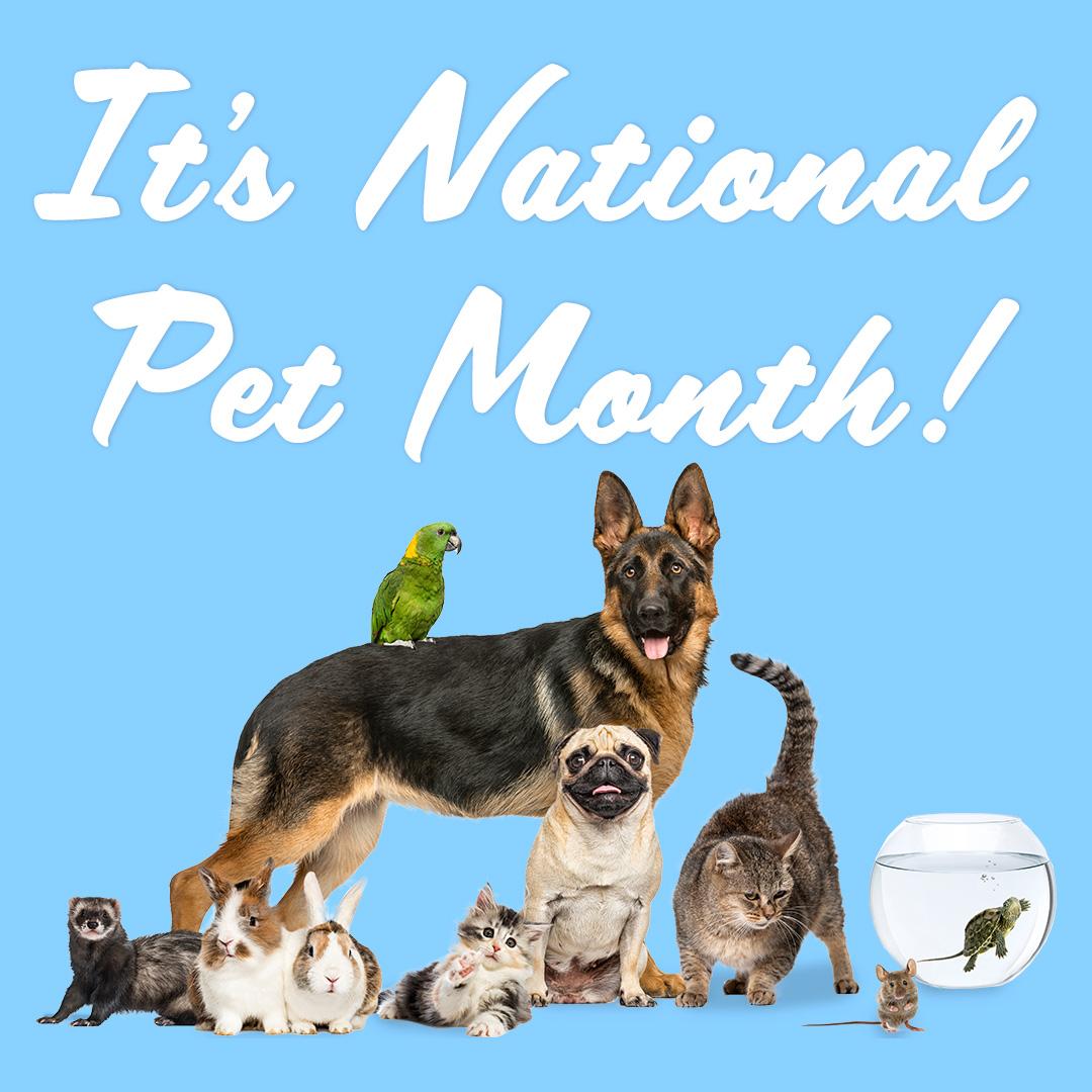 Happy National Pet Month! 🐾