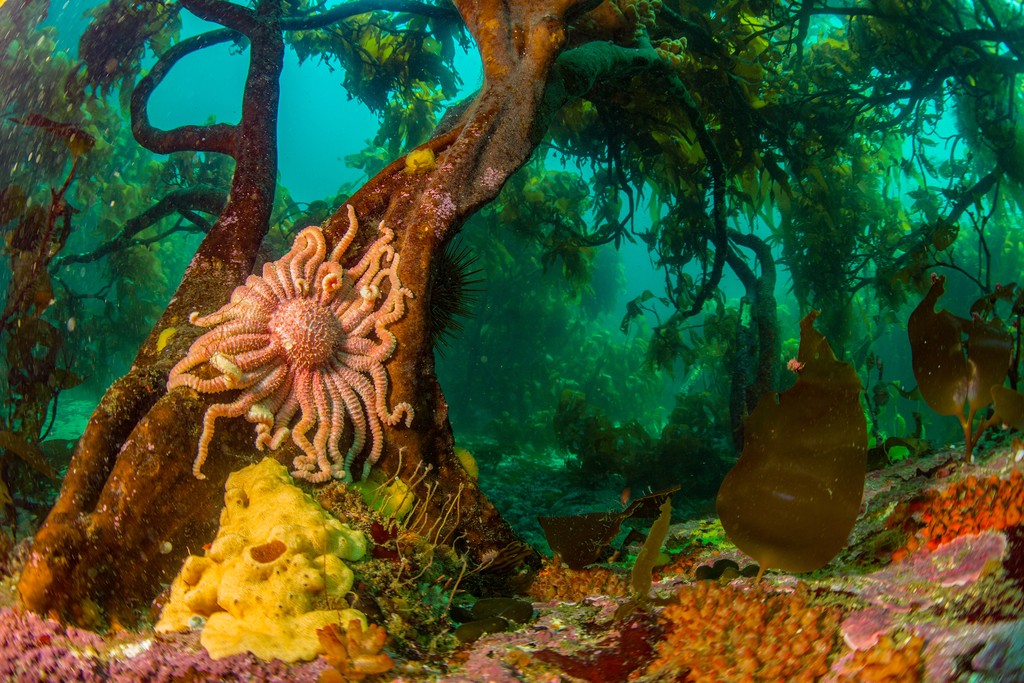 Today, as so many focus on plant motifs and nature’s influence on the #MetGala steps, you can explore the power of plants below the surface. Learn more here: sealegacy.org/kelp-forests-p… 📸 by @paulnicklen #ocean #nature #kelp #metgala2024
