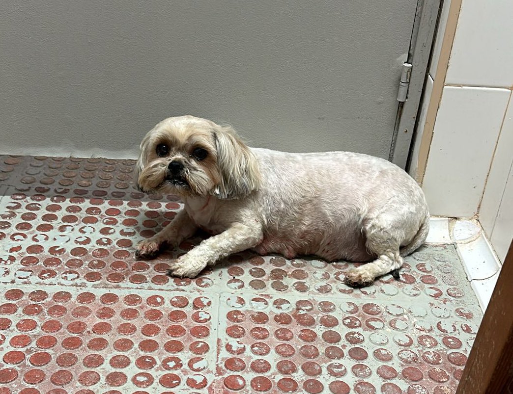 cdtudelano's tweet photo. Hemos encontrado esta tarde en el estadio a un blanquillo peludo algo asustado🥺

¡Si alguien lo reconoce o sabe quien es su dueño, está en el Ciudad de Tudela y estaremos cuidando de él! 

Agradecemos la difusión para que pronto pueda volver a estar en su casa🙏🏻 https://t.co/QgPAKvnnEC