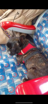 NEED TO LOCATE FINDER :Apparently neighbour said that someone found him, he told them where he lives but not returned him😢 🆘5 MAY 2024 #Lost BEAR #ScanMe #STOLEN?? YOUNG Black & Brown French Bulldog Male Russell Road #Northolt Greater London #UB5 doglost.co.uk/dog-blog.php?d…
