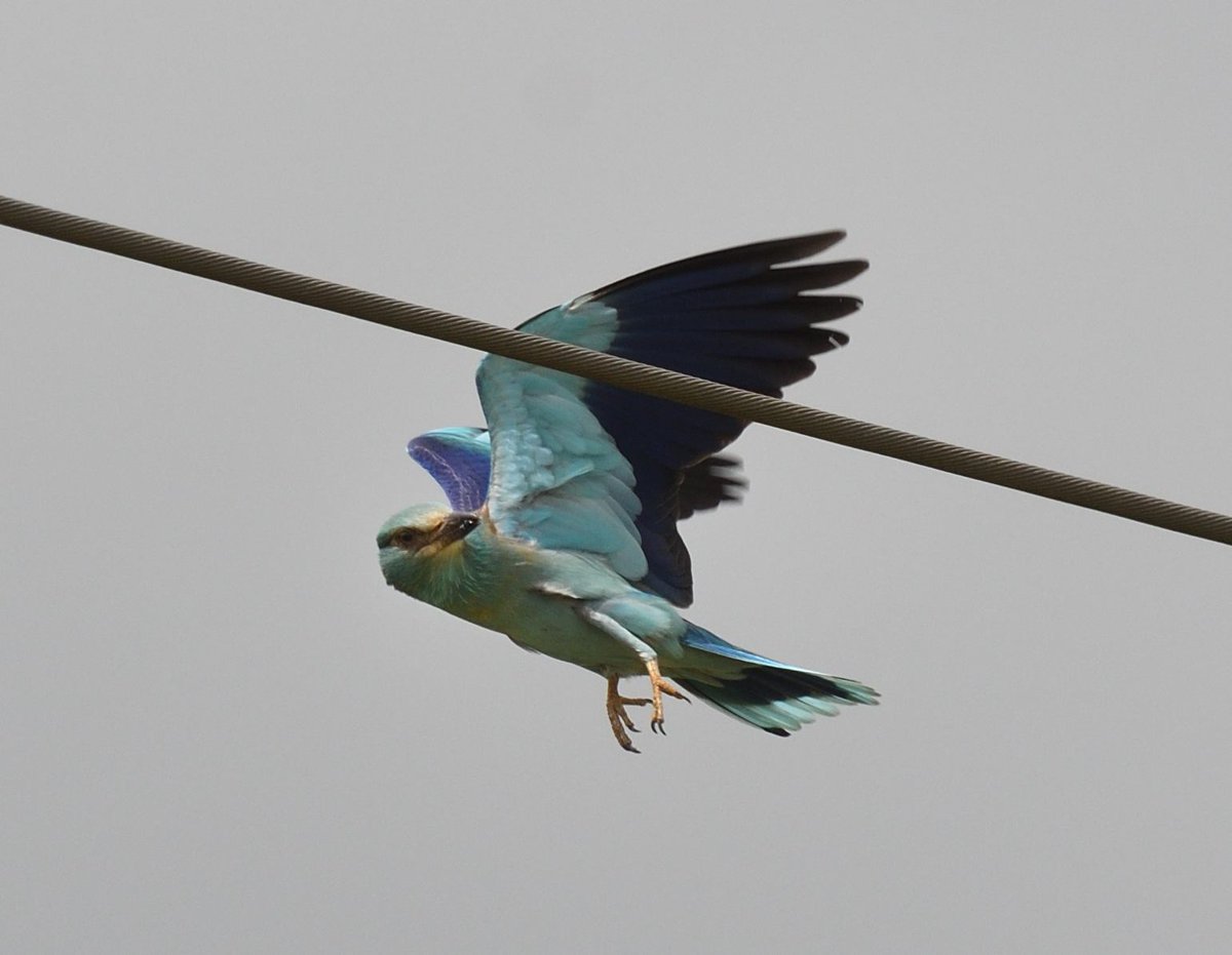 This particular #EuropeanRoller was struggling with the strong breeze, trying to land back on the power line after catching an insect, often missing #Camargue #France