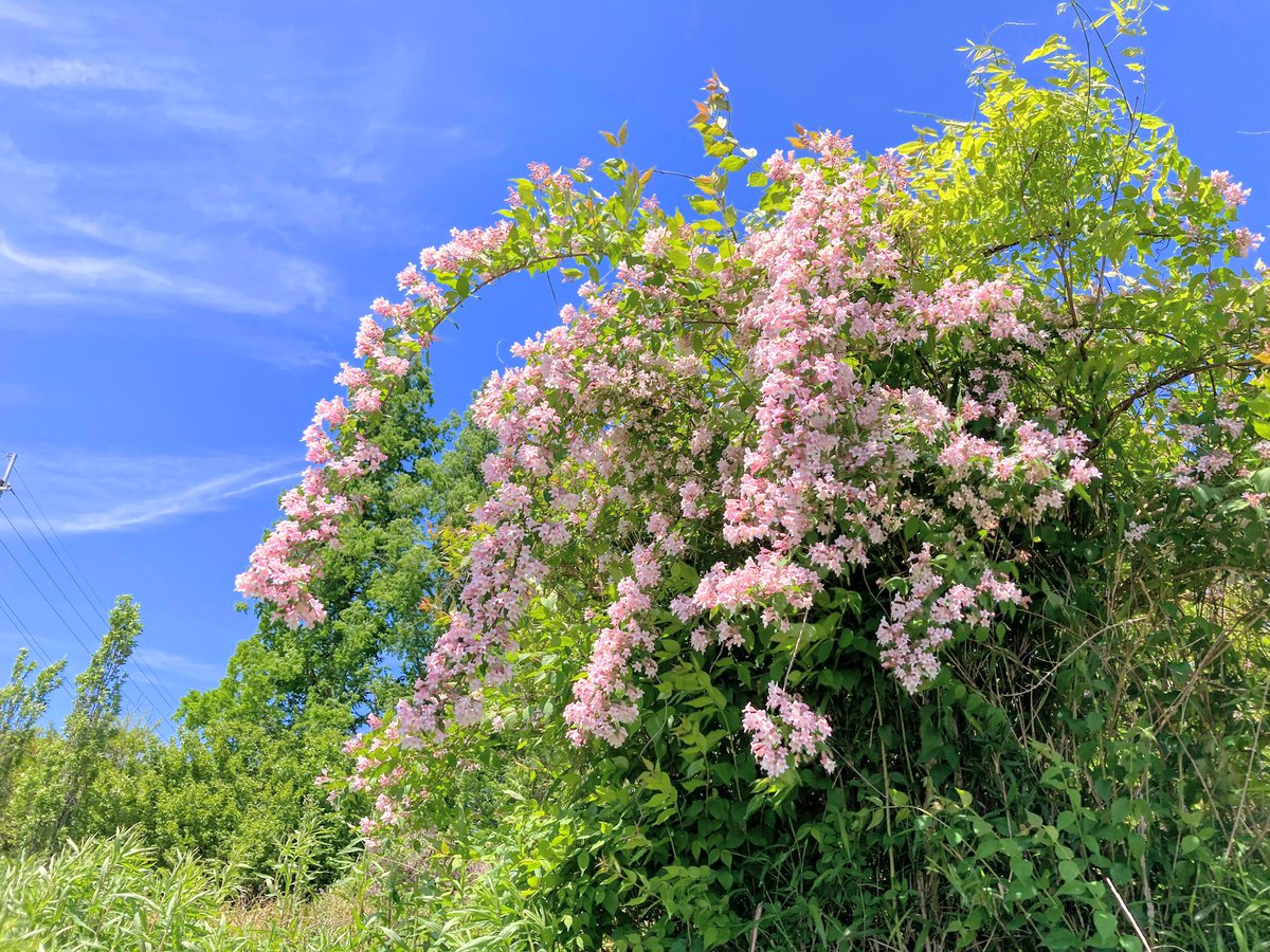 ショウキウツギさん♪
近所で満開でしたのでスマホでパチリ(^^♪

#ショウキウツギ #beutybush #ピンクの花 #春 #春の花 #flowers #pinkflowers #flowerphotography #nature #naturephotography #iphone #スマホ撮り