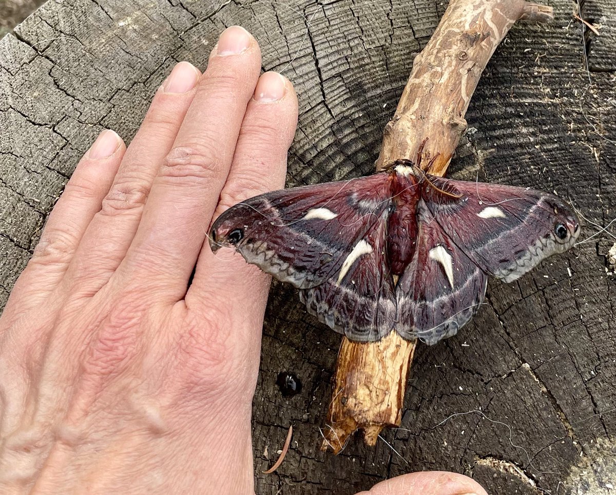 Pals hoom rescued dis flying zomb from da waters at wurk (it falled into da donkey buckit 😬)! Hoom sez it’s a mofth 🙄 pfft wot dus she nos?! Look how big it is! Cleerly a zomb! 😳 It woz bery soaked but made a goob recuvery! ❤️🐾 #dogsofX #MaggieMay #moth #insects #rescue