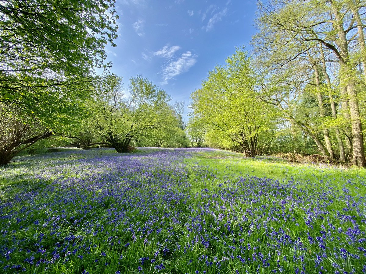 Our Bluebell Glade is still in full bloom & a wonderful spot to sit & soak up nature’s beauty. 📷 Senior Reserve Warden, David #NatureBeauty #Bluebells #Wildflowers #Woodland