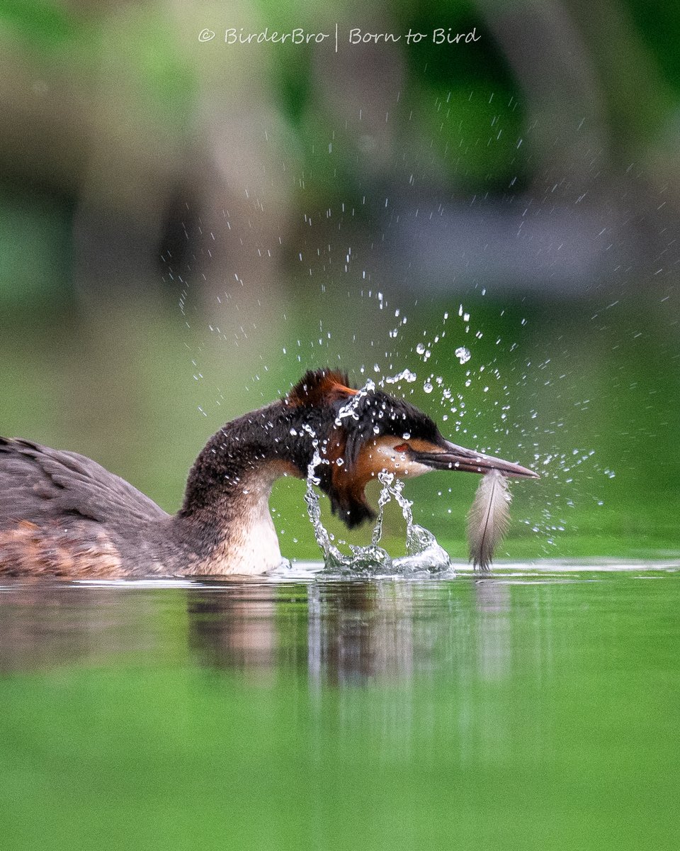 #DidYouKnow: Grebes eat (and then regurgitate) their own feathers, apparently to slow down digestion. They also feed them to their chicks. 🪶😋
#funfact about #birds

#BirdsOfTwitter #BirdTwitter #birding #birdwatching #birdphotography #ornithology #MallardMonday #BBCWildlifePOTD