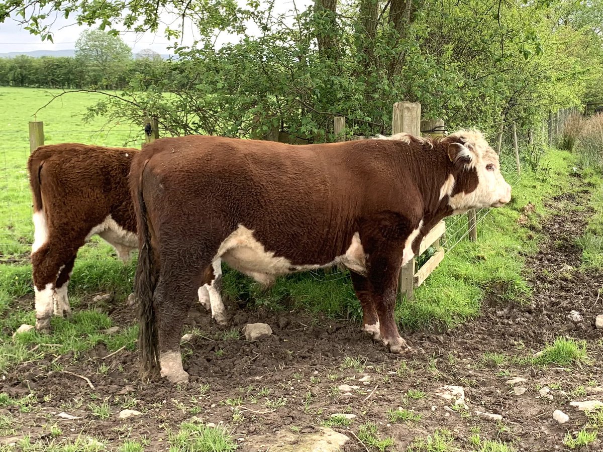 kileekie's tweet image. Think spring has finally arrived here in Ayrshire- went to see the young boys in the willow plantation. Want to enter some of the young stock in the #TraditionalHereford #Grassmasters sale but entries have to be in by Friday, photos a week later. Mostly wintered out - too thin?