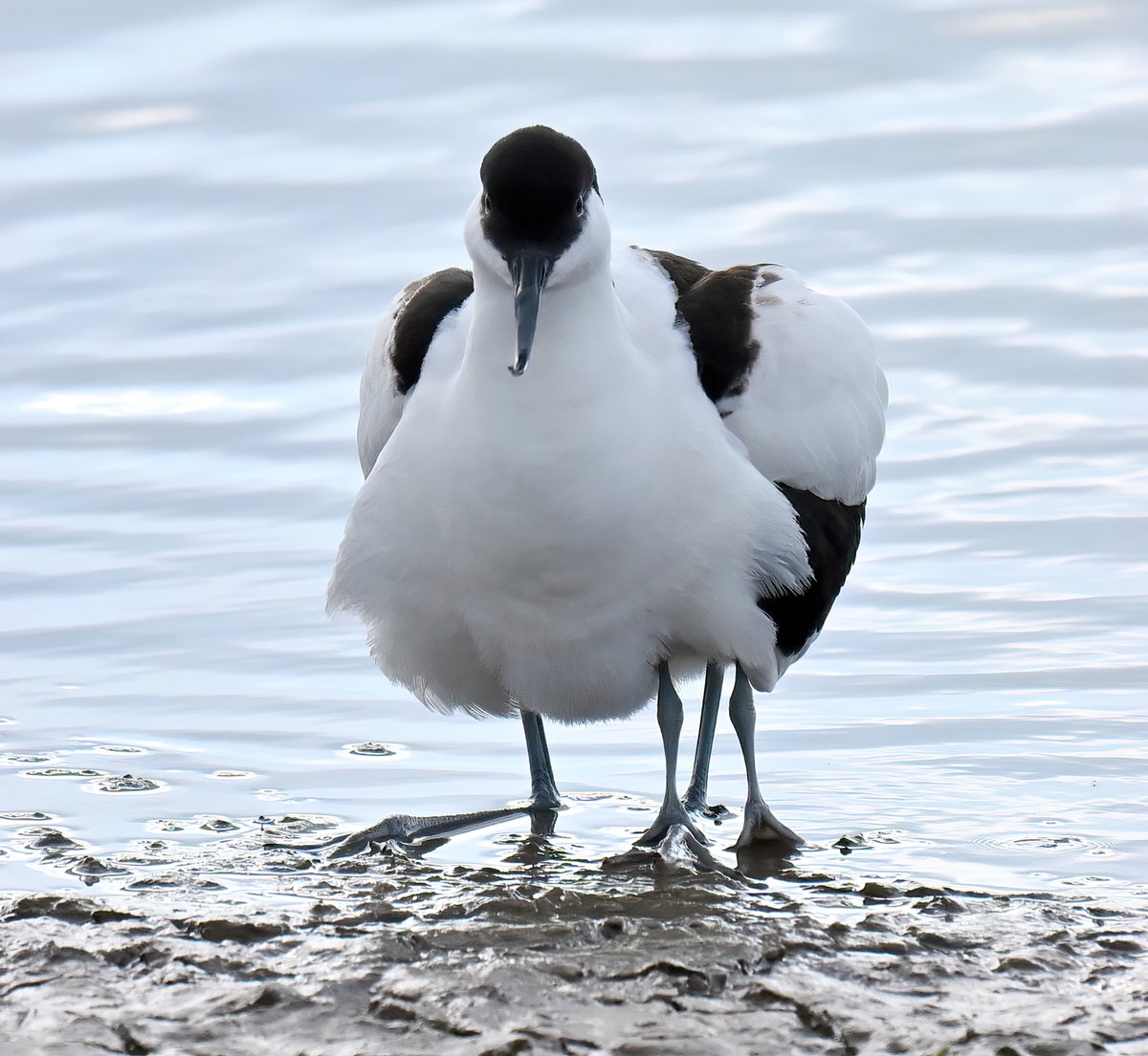 A very rare 4-legged Avocet at Steart Marshes yesterday! 😮