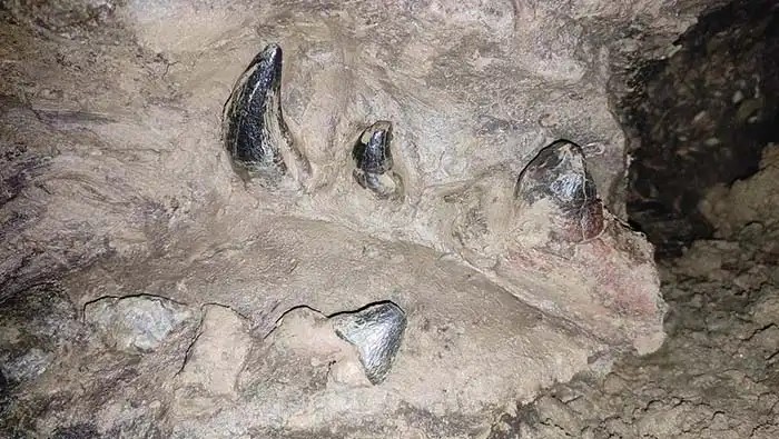 35-million-year-old fossil found in Meghalaya
#Archaeology