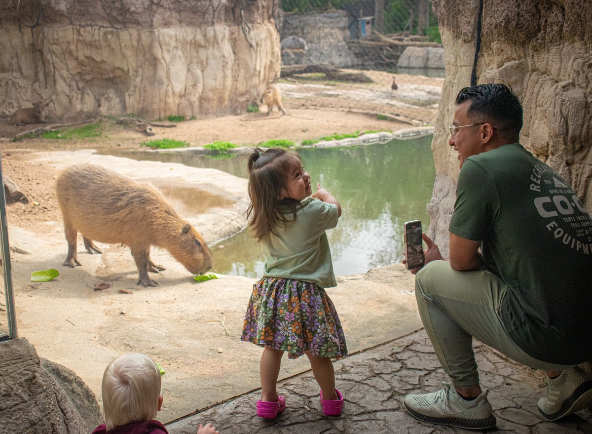 You’ve likely visited Houston Zoo as a child and again as an adult. BUT we bet there are probably a few hidden gems you didn’t know about. 🧐 From discounts to behind-the-scenes animal experiences, we’ve got the 411 for you: bit.ly/3JOOpA1