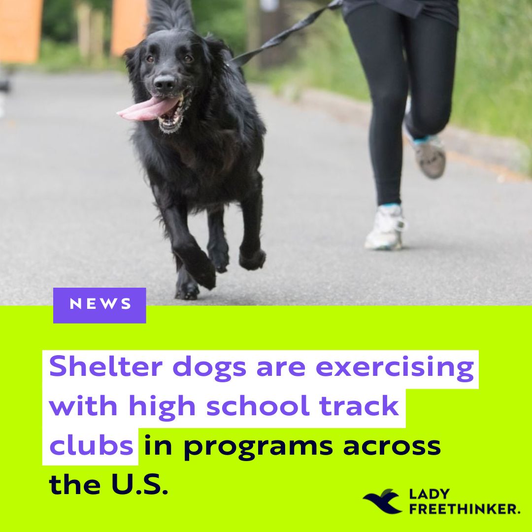High school #track teams across the country are running with shelter #dogs after a team in Santa Maria, CA went viral for a video showing kids and shelter dogs #running together. Several dogs have even found their forever homes thanks to the programs! 🐕 ladyfreethinker.org/shelter-dogs-r…