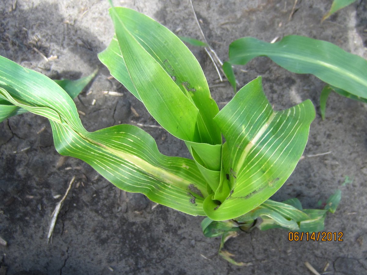 #DYK products with atrazine, fomesafen, imi’s & metsulfuron have lengthy residuals in soil. Corn is safe to plant after fomesafen app’n the year prior, but dry conditions can still cause damage (pic). Rotate wisely where dry conditions persisted in 2023. ow.ly/wW4850Rrkcx