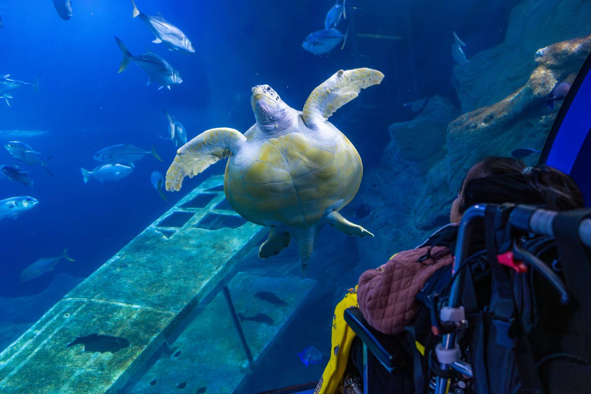 Our next sensory and autism-friendly Quiet at the Aquarium event will be taking place later this month on Monday the 27th of May! Enjoy our exhibits in a calmer environment without the noise and distraction of our daily shows. Find out more! 👇 bit.ly/3J8Co6t