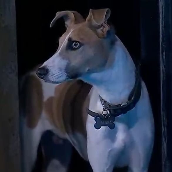 TronkOficial's tweet image. ARTURO DEBERÍA ABANDONAR LA CASA

La agrupación HUELLITAS PERDIDAS, quienes rescataron y cuidaron de Arturo, manifestaron su descontento con los hechos de violencia generados entre los participantes del reality, por lo que solicitaron a la producción de #GranHermano la…