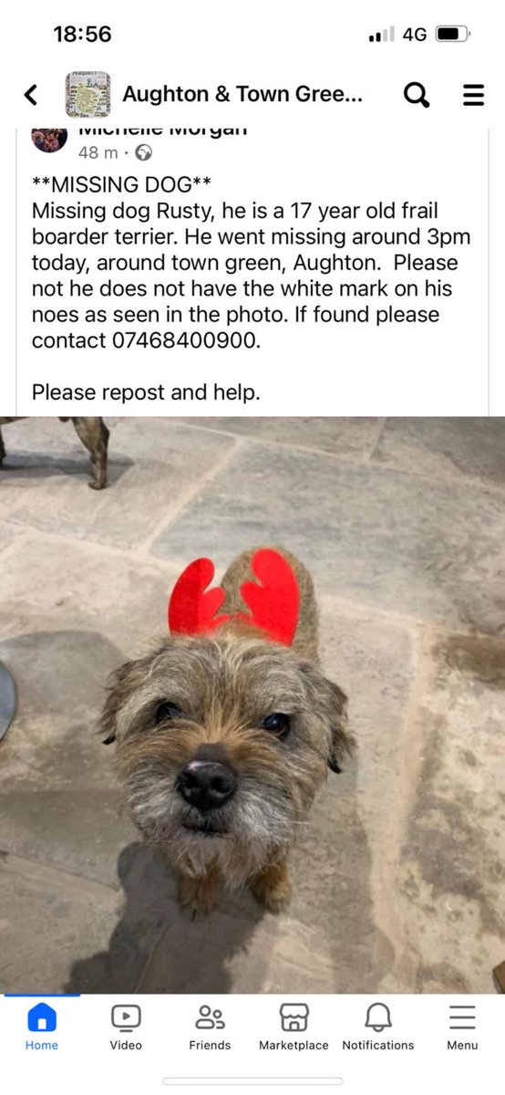 Missing dog in Aughton/Ormskirk area please ring number if you see or find him 🐕🐕🤞🤞