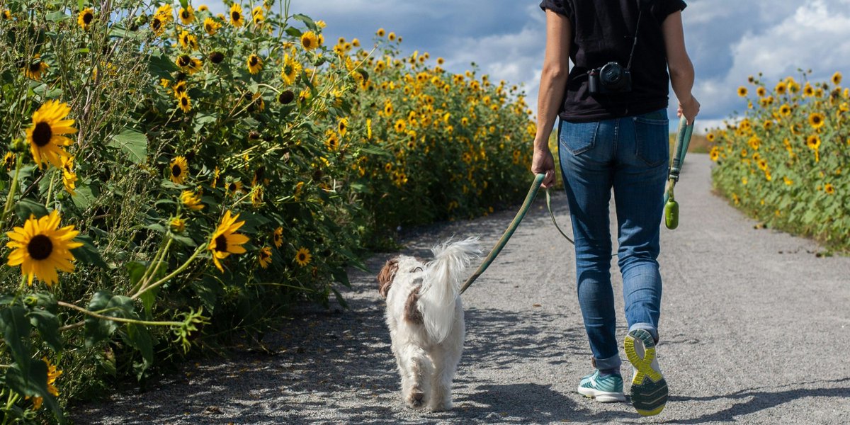 🚀STARTING SOON - limited spaces available! 🐾Start our new Level 2 #DogWalking course! You will gain vital knowledge and practical skills that are essential as a dog walker.🐶 Enrol online here! 👇 bit.ly/4a3DWLX #BTC #BringingOutYourBest #Canine #Dogs