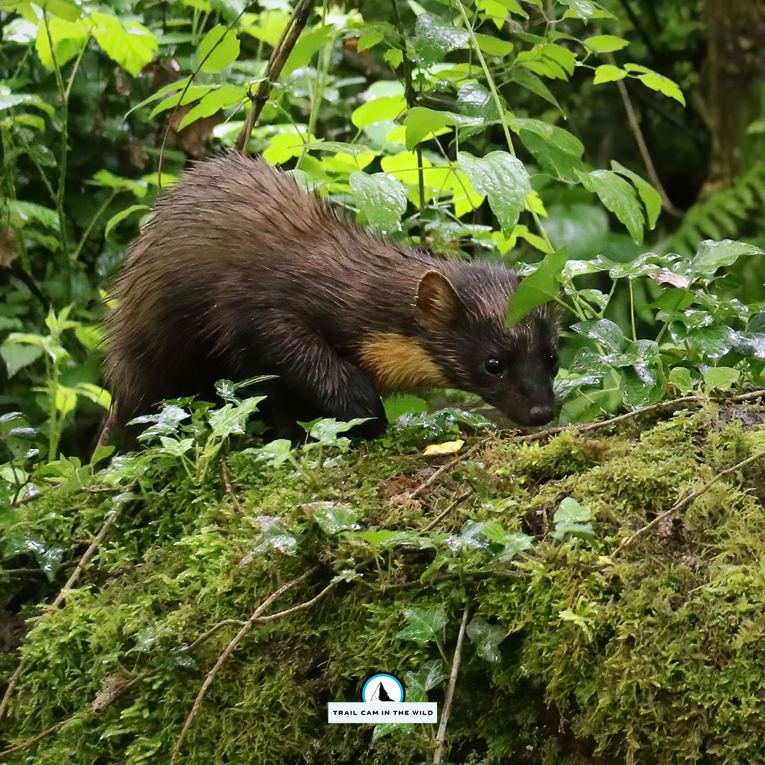 Completely soaked...🌧️🌧️
#pinemarten #martesmartes #marten #mustelid #trailcam #trailcamera #phototrapping #forest #marten #closeup #cameratrap